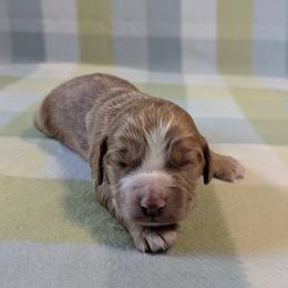 Working homes needed Fenloch Sorrel - Red male English Cocker Spaniel puppy in Phillips, Nebraska from Fenloch Gundogs