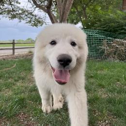 Purple - White female Great Pyrenees puppy in Loveland, Colorado from Horton Homestead Great Pyrenees