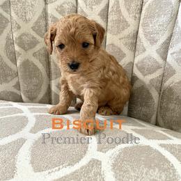 Poodle Puppies from Premier Poodle