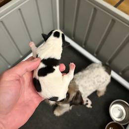 Ace - Tri-color male Russell Terrier puppy in Hollister, California from Oak Creek Jacks