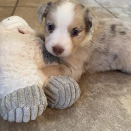 Australian Shepherd Puppies from Friendly Hills Aussies