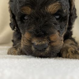 Cockapoos and Goldendoodles from The Doodle Patch