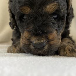 Cockapoos and Goldendoodles from The Doodle Patch