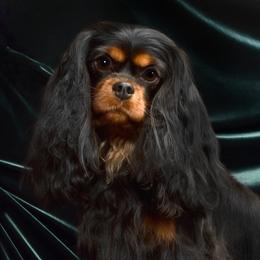 Happy - Cavalier King Charles Spaniel