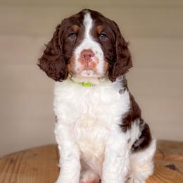 Boy 1 - Green - Liver white and tan male English Springer Spaniel puppy in Lake City, Fl, Florida from Spradley Springers & GSP's