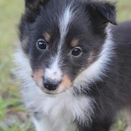 Shetland Sheepdog Puppies from Retter Ridge