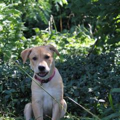 Carolina Dog Puppies from Williams Sweet Carolina