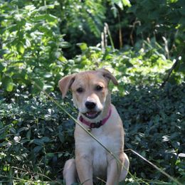 Carolina Dog Puppies from Williams Sweet Carolina