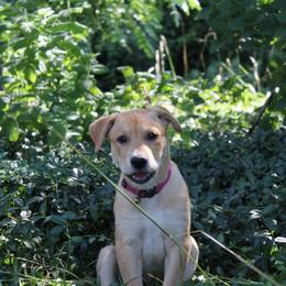 Carolina Dog Puppies from Williams Sweet Carolina