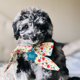 Poppet - Goldendoodle