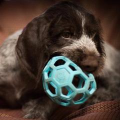 German Wirehaired Pointers from CanDo German Wirehaired Pointers