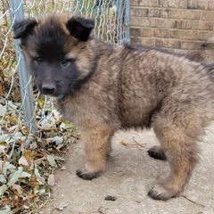 Blue Boy - Mahogany and black Belgian Tervuren puppy in Kirksville, Missouri from Katahdin Kennel Belgian Tervurens