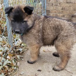 Blue Boy - Mahogany and black Belgian Tervuren puppy in Kirksville, Missouri from Katahdin Kennel Belgian Tervurens