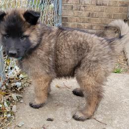 Blue Boy - Mahogany and black Belgian Tervuren puppy in Kirksville, Missouri from Katahdin Kennel Belgian Tervurens