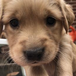 Golden Retriever Puppies from Rocky Mountain Field Goldens
