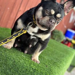 French Bulldog Puppies from Xklusive frenchies