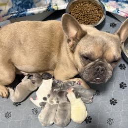 Margot - French Bulldog