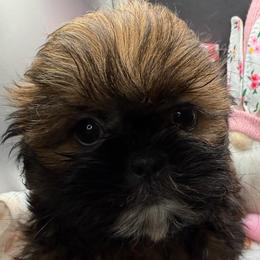 Saint - Red male Shih Tzu puppy in Stafford, Virginia from Bayview Pups