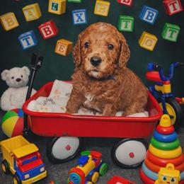 Atlas - Red  male Goldendoodle puppy in Boise, Idaho from Goldendoodle Baby