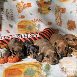 Dachshund Puppies from CSW Dachshunds