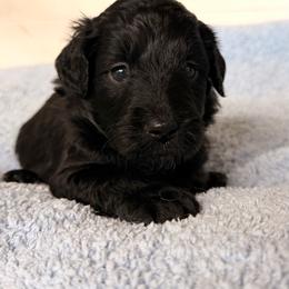 Pugsley - Black and white male Aussiedoodle puppy in Mulino, Oregon from Korbella Farm