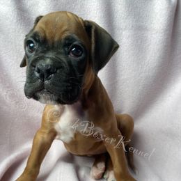 Boxer Puppies from Sand Creek Boxer Kennel