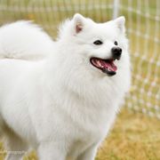 Piper - American Eskimo Dog