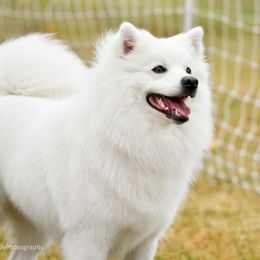 Piper - American Eskimo Dog