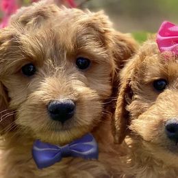 Goldendoodles from Gracie’s Doodles Hawaii