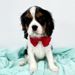 Boy 2 - male Cavalier King Charles Spaniel puppy in Louisville, Kentucky from Ali-Mae Cavalier King Charles Spaniels