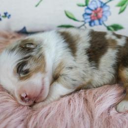 Merlin - Red merle male Miniature Australian Shepherd puppy in Melbourne, Florida from True Spirited Aussies