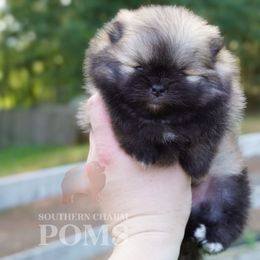 Maddox - Orange sable male Pomeranian puppy in Kingston, Georgia from Southern Charm Poms