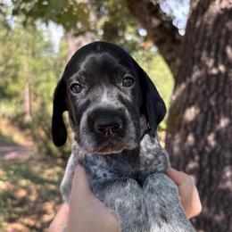 Spearmint - light green collar - Black roan female German Shorthaired Pointer puppy in Mokelumne Hill, California from Underhill GSP