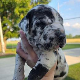 Harlequin tan or brindle point - Harlequin male Great Dane puppy in Port Clinton, Ohio from LakeSide Danes