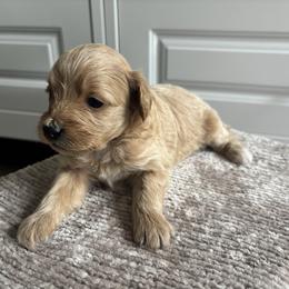 Girl 2 - Apricot female Aussiedoodle puppy in Cedar Park, Texas from Lollipups Mini Aussiedoodles