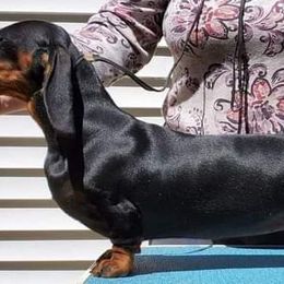 Dachshund All Grown Up from Woodshafen