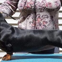 Dachshund All Grown Up from Woodshafen