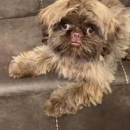 Shih Tzu Puppies from Sapphire Shih-Tzu's of Ohio