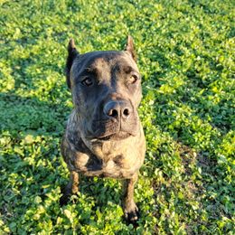 Cane Corso Puppies from True Love Cane Corso