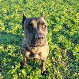 Cane Corso Puppies from True Love Cane Corso