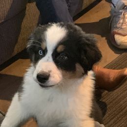 Australian Shepherds from Blu Diamond's Aussies