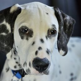 **REDUCED** BLUE - White and black Dalmatian puppy in Adamstown, Maryland from Sprinkled with Hearts Dalmatians