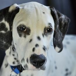 **REDUCED** BLUE - White and black Dalmatian puppy in Adamstown, Maryland from Sprinkled with Hearts Dalmatians