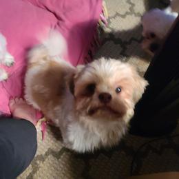 Suki - Liver and white female Shih Tzu puppy in Belleville, Michigan from Patricia's Heavenly Earth Angels