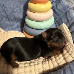 Archer (AKC Tiny) - Black and tan male Yorkshire Terrier puppy in Fairview, West Virginia from Prims Puppies LLC