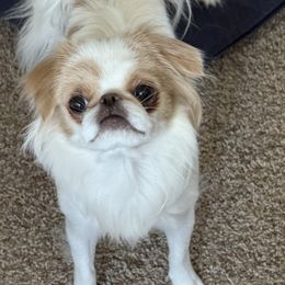Lou Lou - Red and white female Japanese Chin puppy in Rapid City, South Dakota from Sakura Japanese Chin