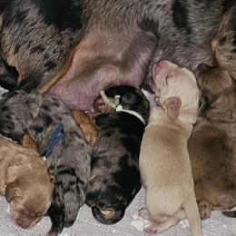 Dachshunds from Holly Watson
