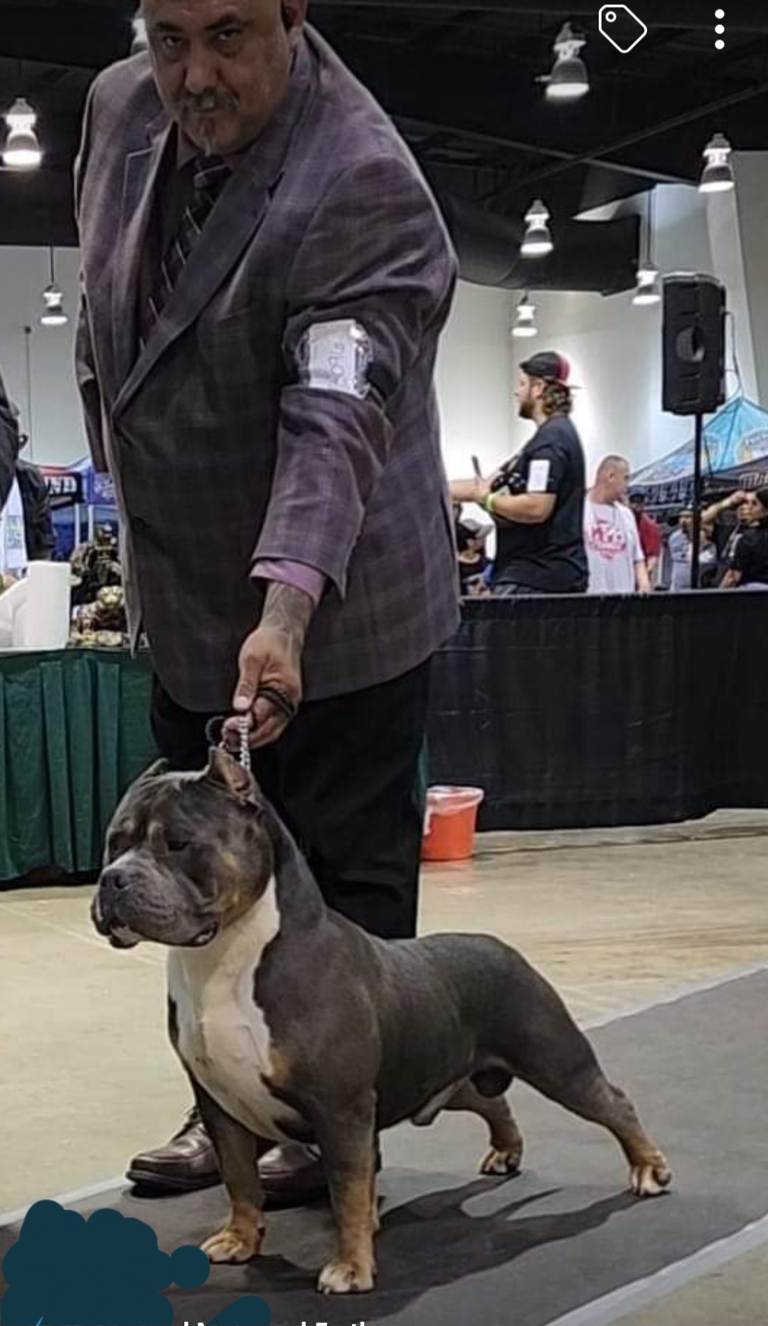 American Bully, American Staffordshire Terrier, and Bulldog Puppies from Lunatic Kennels