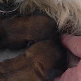 Shorkie puppies from Yorkies of Escondido