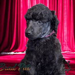 Brad Pitt - Black male Poodle puppy in Nederland, Texas from Lingo Standard Poodles